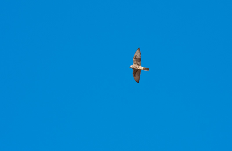 Saker Falcon In Flight